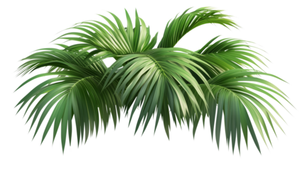 Palm tree, tropical leaves, palm leaves, a green palm tree with long branches, long branches, palm tree covered in leaves, palm tree with green canopy, on a transparent backgrounds