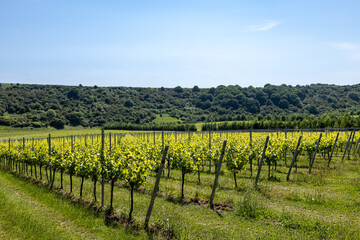 Rows of vines in an English vineyard, on a sunny summer's day