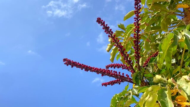 Heptapleurum actinophyllum or Queensland umbrella tree against blue sky in Tenerife,Canary Islands,Spain.