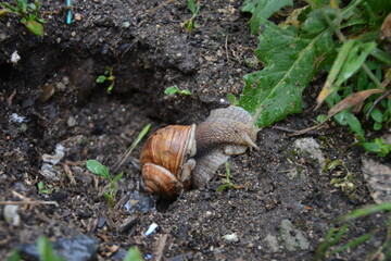 Snail on dark, wet soil under the rain surrounded by green leaves.