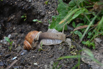 Snail on dark, wet soil under the rain surrounded by green leaves.