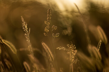 A close up of wild grasses in the Sussex countryside at sunset, with a shallow depth of field