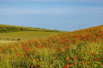 Poppies growing on a hillside in the South Downs near Brighton, with a blue sky overhead