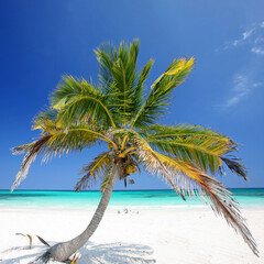 Whispers of Paradise: A Stunning Curved Palm Tree Stretching Over Turquoise Caribbean Waters and Powdery White Sands