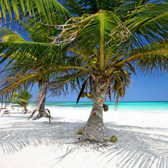 Endless Caribbean Bliss: A Majestic Curved Palm Tree Framing Turquoise Waters and Sun-Kissed White Sands Under a Clear Blue Sky