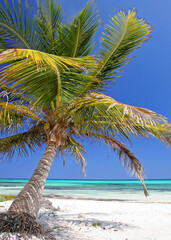 Idyllic Caribbean Escape: A Gracefully Curved Palm Tree Overlooking Crystal-Clear Turquoise Waters and Pristine White Sands