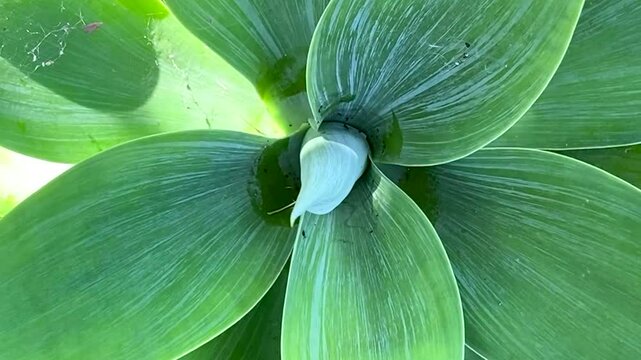 Agave attenuata or Fox tail tropical succulent plant  green leaves as a nature background close up,4K