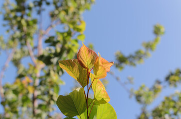 a branch with colorful leaves in the sunlight against a blue sky background