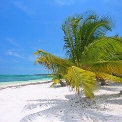 Graceful Palm Swaying in the Breeze by the Turquoise Sea