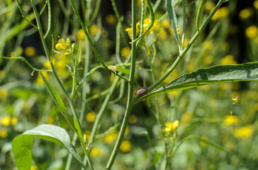 one red bug on a green stalk on a blurry background of yellow flowers