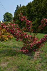 A vibrant pink flowering bush with green foliage stands in a grassy area, with other shrubs and trees in the background under a blue sky.
