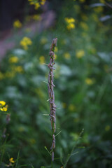 a lot of gray caterpillars on a vertical branch on a blurred background in the garden