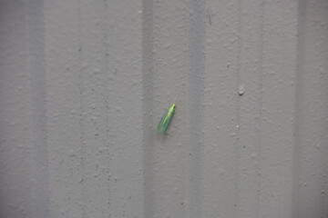 a small green insect with wings on a gray metal fence