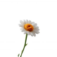 A beautiful white daisy with a vibrant yellow center, showcasing delicate petals and a slender green stem, isolated on a white background.