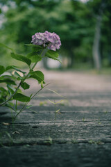 梅雨闇の紫陽花の花