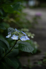 梅雨闇の紫陽花の花