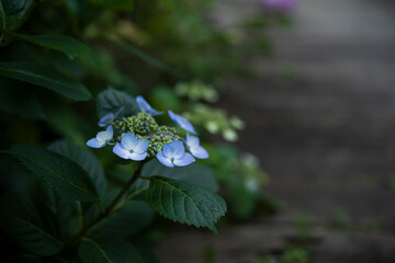 梅雨闇の紫陽花の花