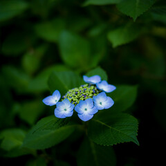梅雨闇の紫陽花の花