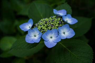 梅雨闇の紫陽花の花