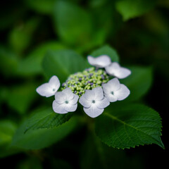 梅雨闇の紫陽花の花