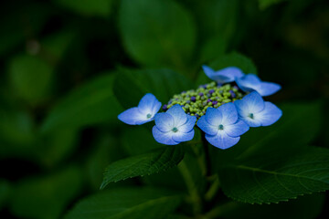 梅雨闇の紫陽花の花