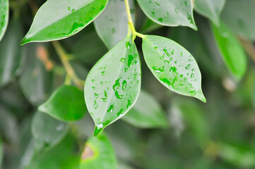 banyan tree or Ficus annulata or ficus bengalensis and rain drop