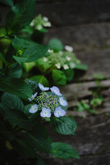 梅雨闇の紫陽花の花