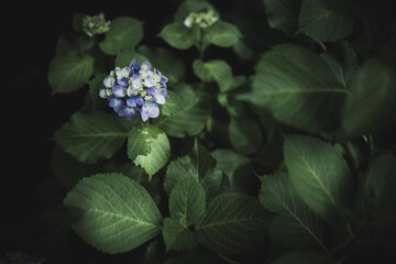 梅雨闇の紫陽花の花