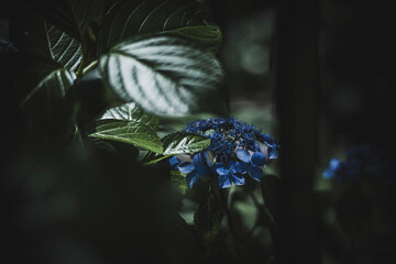 梅雨闇の紫陽花の花