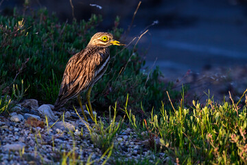 Europäischer Triel im Abendlicht // Eurasian stone-curlew (Burhinus oedicnemus)