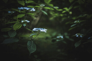 梅雨闇の紫陽花の花