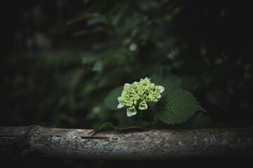 梅雨闇の紫陽花の花
