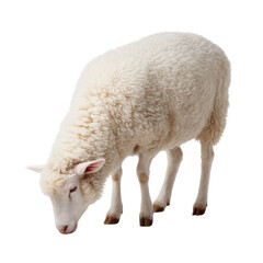 A sheep grazing on green grass, showcasing its fluffy white wool and calm demeanor. Perfect for agricultural themes, nature scenes, or farm-related content.