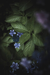 梅雨闇の紫陽花の花