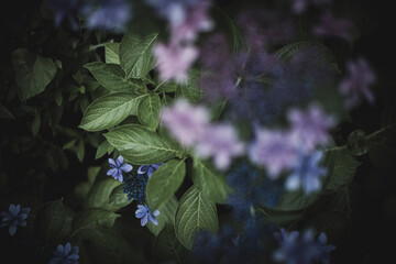 梅雨闇の紫陽花の花