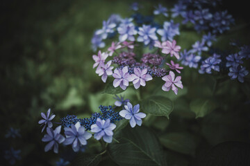 梅雨闇の紫陽花の花