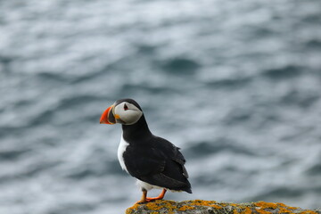 Wild Atlantic Puffin on Rocky Cliff Edge with Ocean Waves – Seabird in Natural Habitat, Saltee Island Ireland, Wildlife Photography