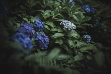 梅雨闇の紫陽花の花