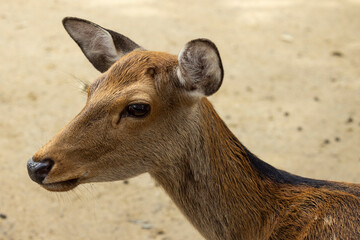 Close up of a female Deer in Nara Park, Japan. Tame wild animals during a walk through the park. 