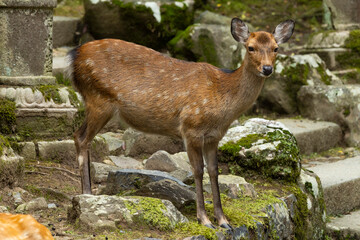 Close up of a female deer standing at the stairs at Nara Park, Japan. Majestic beautiful wild animals amongst the gardens. 