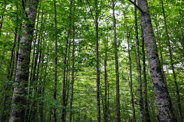  Árboles 
