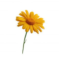 Naklejka premium A vibrant yellow daisy flower with delicate petals and a textured center, standing tall on a green stem against a white isolated background.