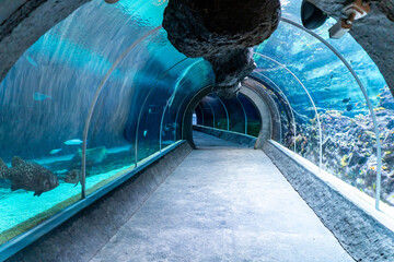 An empty tunnel under the giant aquarium in the Orientarium at the zoological garden in Lodz