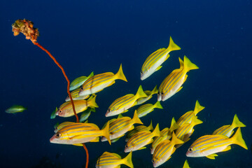 Bluestripe Snapper (Lutjanus kasmira)
