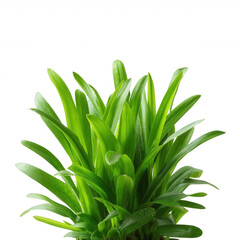 Obraz premium Lush green plant with vibrant leaves, showcasing nature's beauty. Ideal for decoration, gardening, or creating a serene indoor atmosphere.