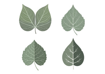 Symmetrical leaf with mirrored veins and gentle curvature, a natural symbol of balance on transparent background