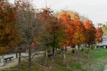 A tranquil lakeside sanctuary adorned with towering bald cypress trees in autumn hues. The...