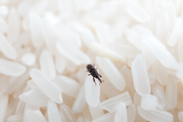 A rice weevil (Sitophilus oryzae) navigates through grains, highlighting the importance of proper...