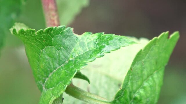Filmmaterial von zwei Marienk&auml;fern bei der Fortpflanzung auf einem Apfelbaum im Fr&uuml;hling nach einem Regenschauer, Deutschland