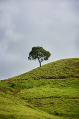 Scenic solitary tree standing on a lush green hill under the sky. Beautiful natural landscape symbolizing peace and solitude.